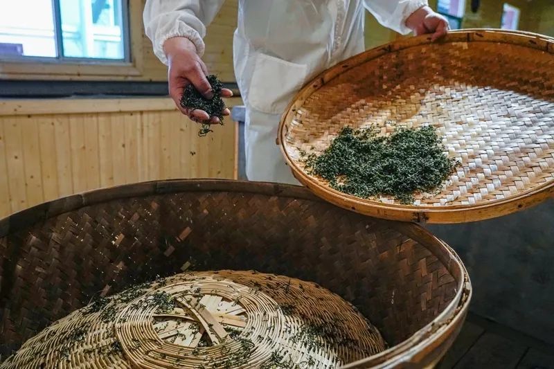 独家探访金井"非遗"制茶工艺