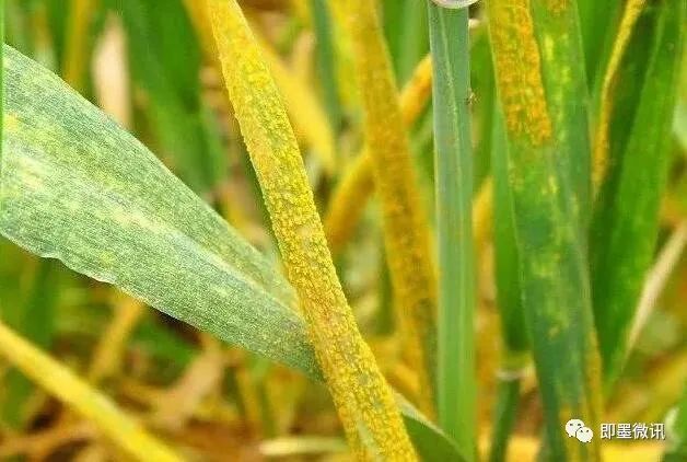 小麦条锈病认知与防治了解一下_腾讯新闻
