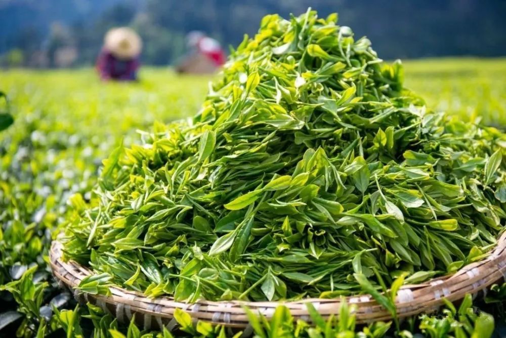 恩施利川市毛坝镇地处星斗山腹地,常年云遮雾绕,碧绿茶园如同棋盘般