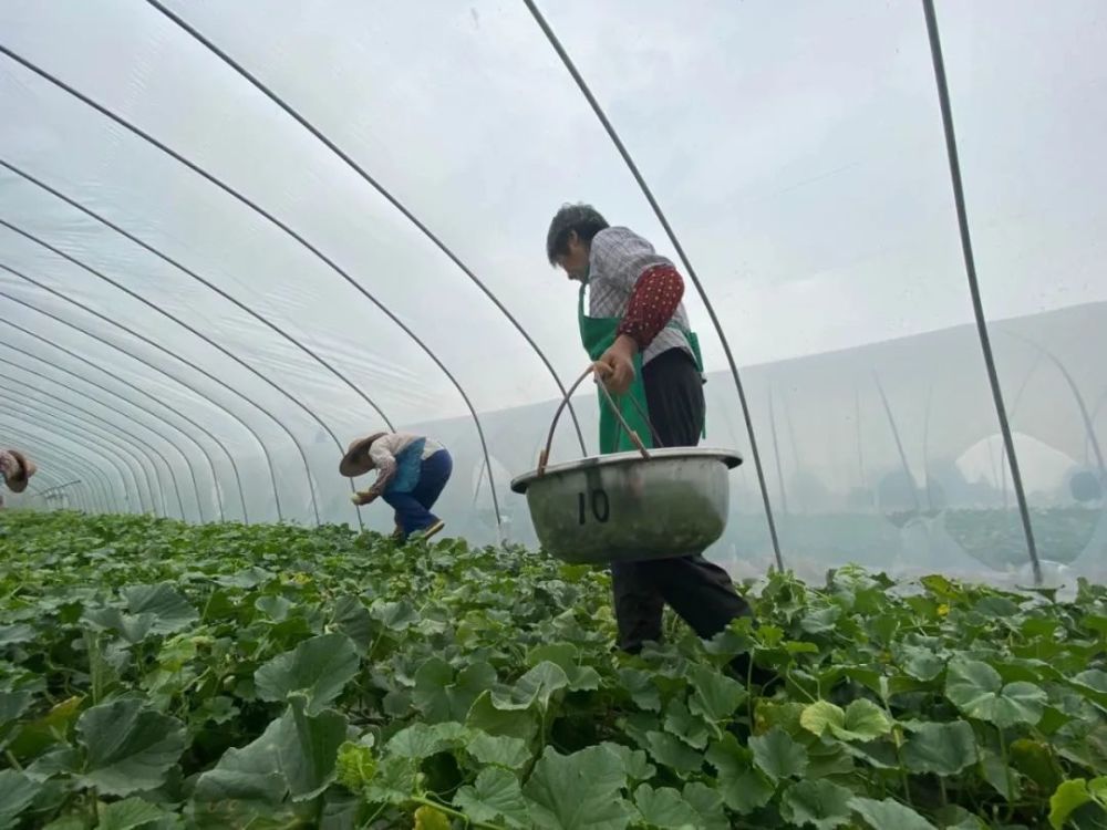 走进大棚里,位于后池路上的亭林雪瓜基地小编今天一早就赶到了听到