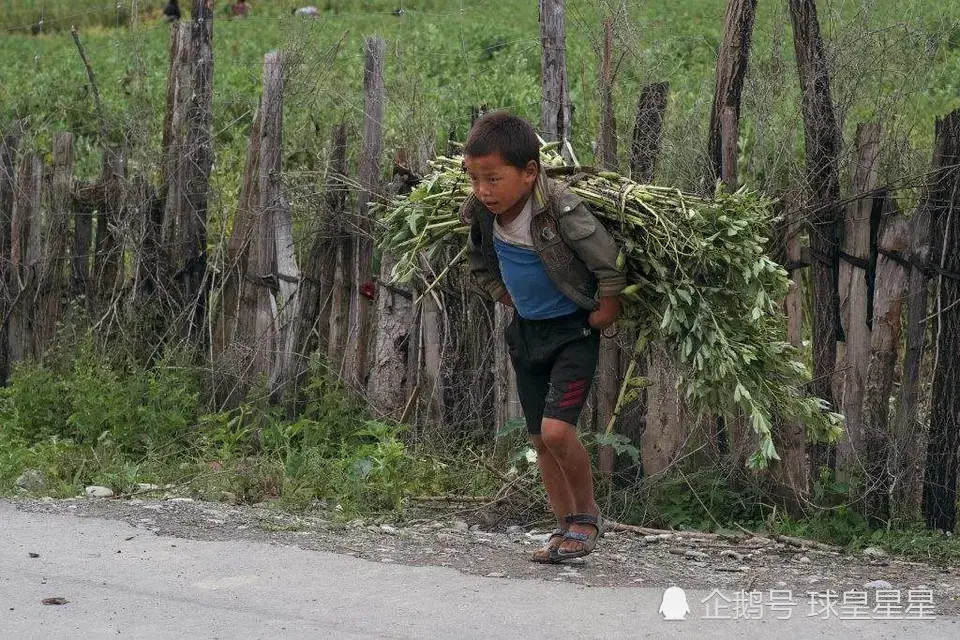 农村人喜欢说"穷人家的孩子早当家","早当家"是指什么?你知道吗?