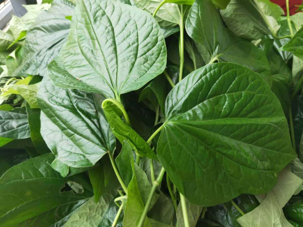 湛江有位做粽子的阿姨30年只做一种粽子用心去做就是食神