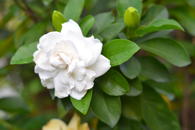 代表清纯幸福的栀子花花语传说