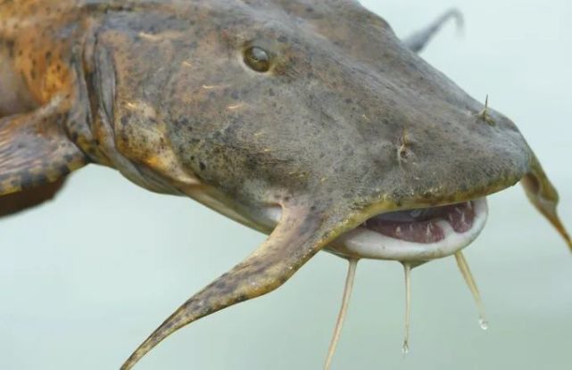 澜沧江霸主面瓜鱼满嘴尖牙体长可达2米吞人无压力