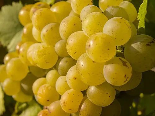 麝香莫斯卡托密斯卡岱以及慕斯卡德怎么分