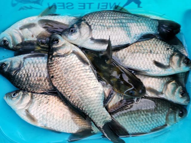 探钓中国最大蓄水量湖泊云南抚仙湖于2尺巨浪间智取大鱼