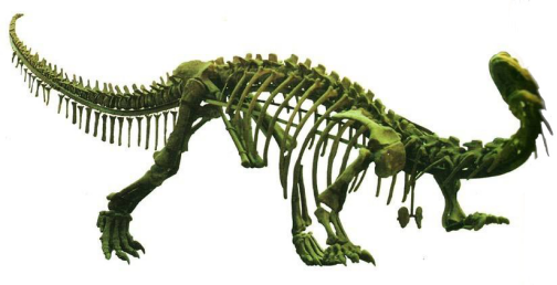 拖条大尾,的确很美.尖尖长嘴,细细小腿.