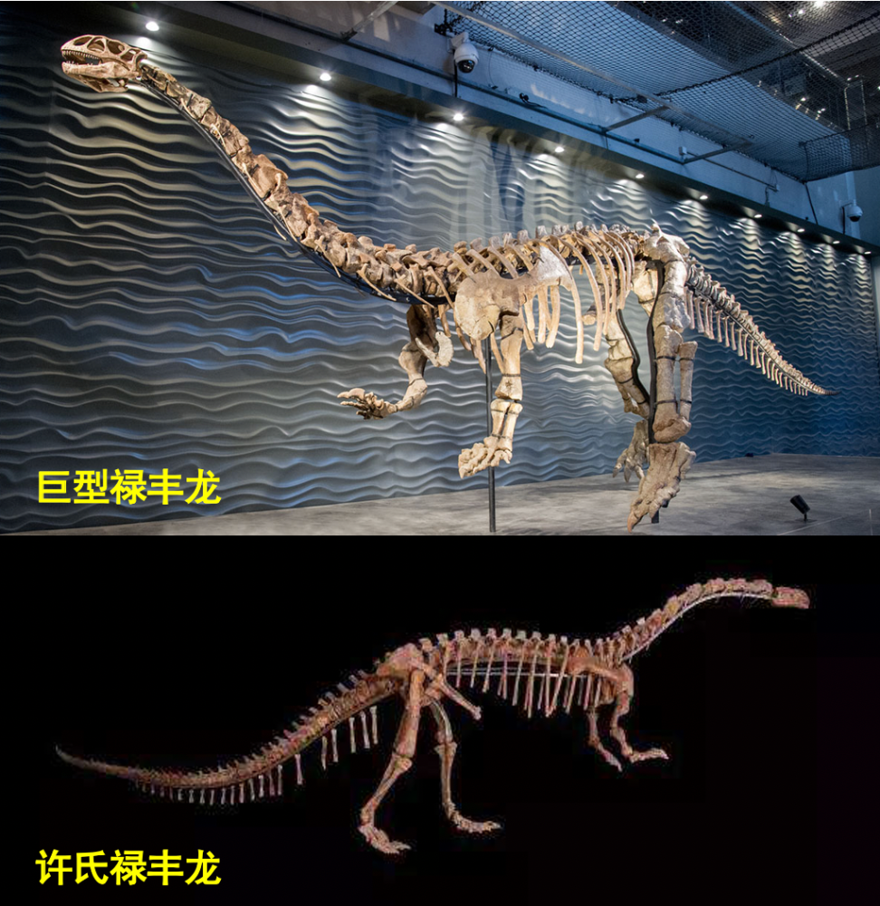 巨型禄丰龙与许氏禄丰龙的骨骼对比图(来源:网络)虽然禄丰龙的身体