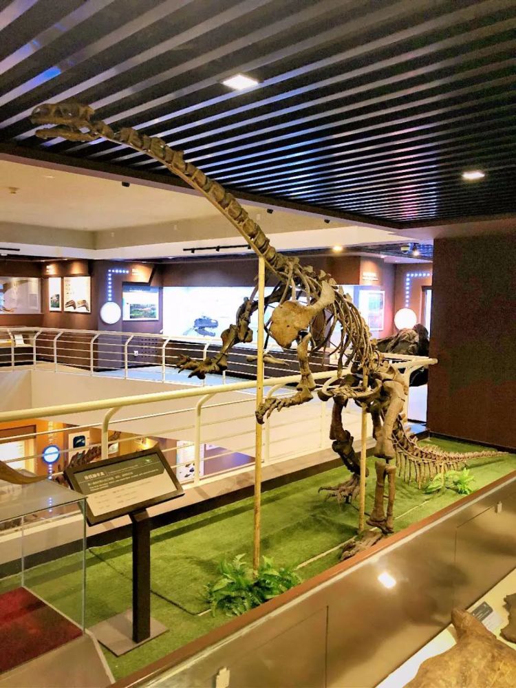中国古动物馆展出的许氏禄丰龙模式标本骨架(来源:pmc)许氏禄丰龙曾