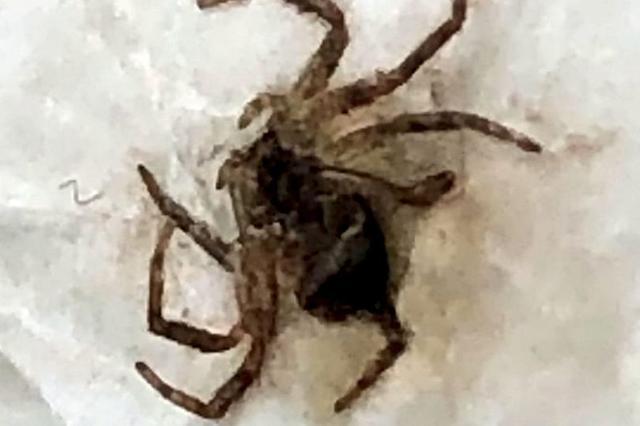 英男子准备便当 香蕉里竟钻出世界第一毒蛛 女儿已带走一盒上学 腾讯网