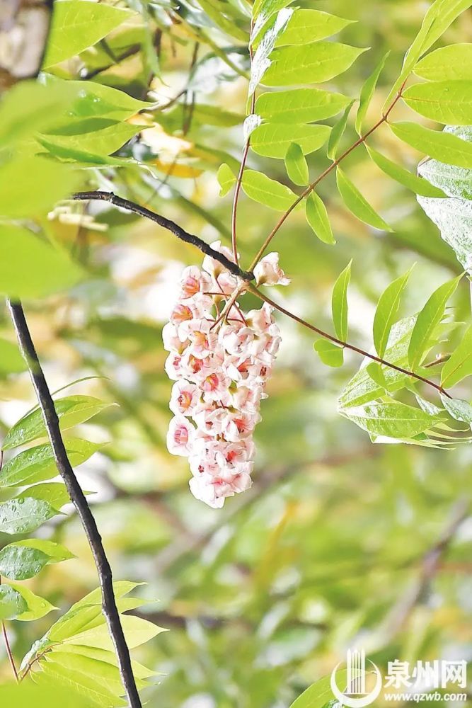 德化国宝级野生植物你认识吗