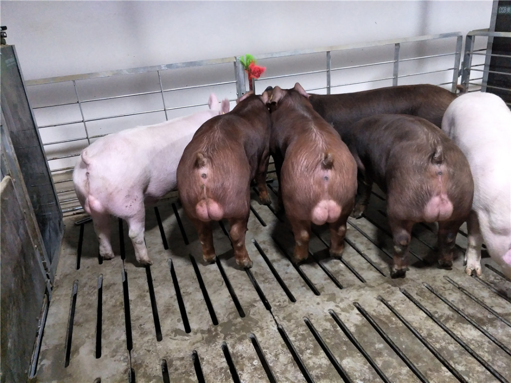 非瘟疫情新规下的刚需生猪经济的发动机来了