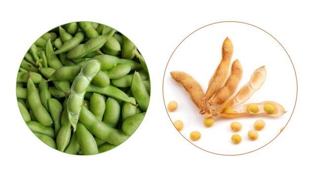 毛豆对黄豆说:长大后我就成了你