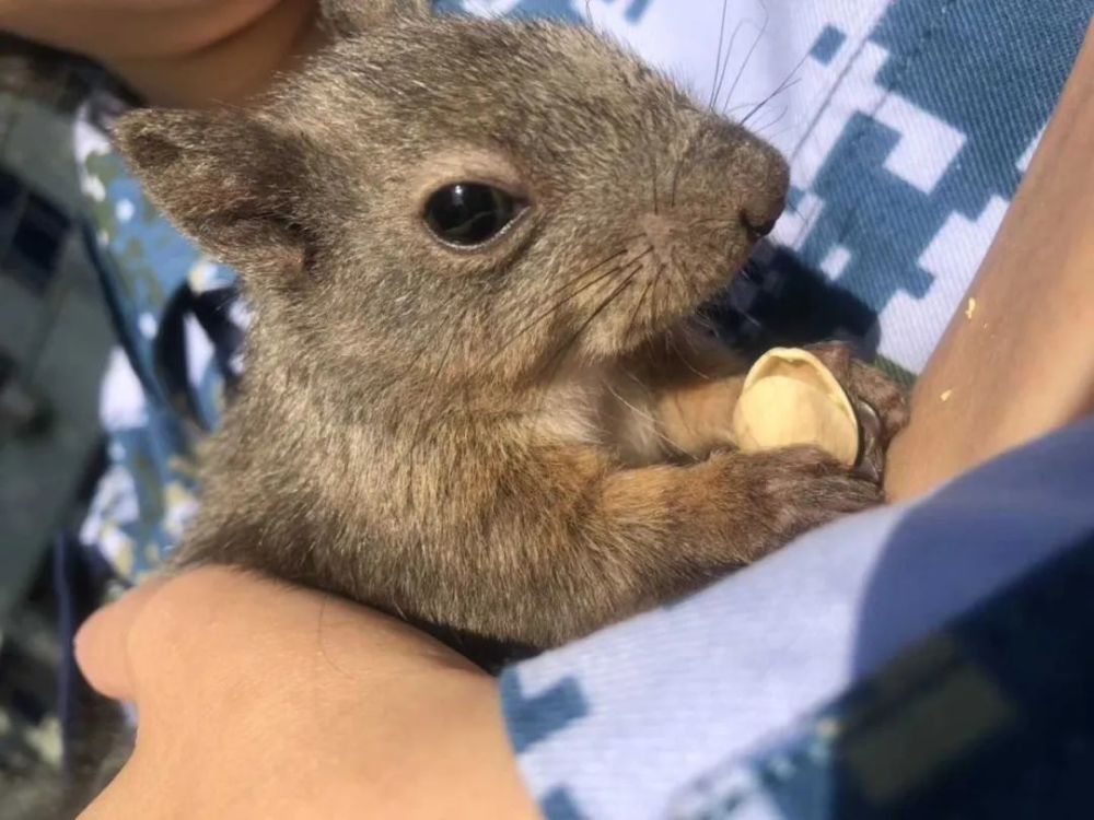闯进女兵宿舍的松鼠太逗了