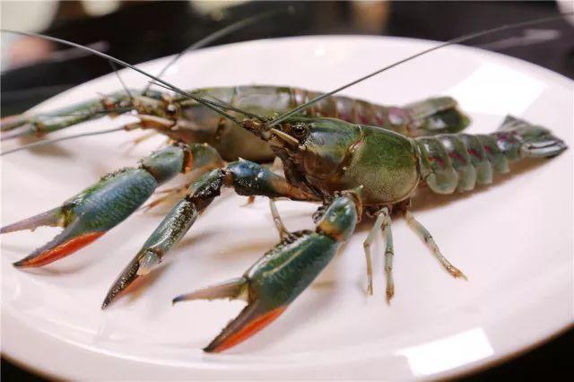 小龙虾还分"青红"?不懂别乱挑,买错浪费钱吃到全是"虾屎"