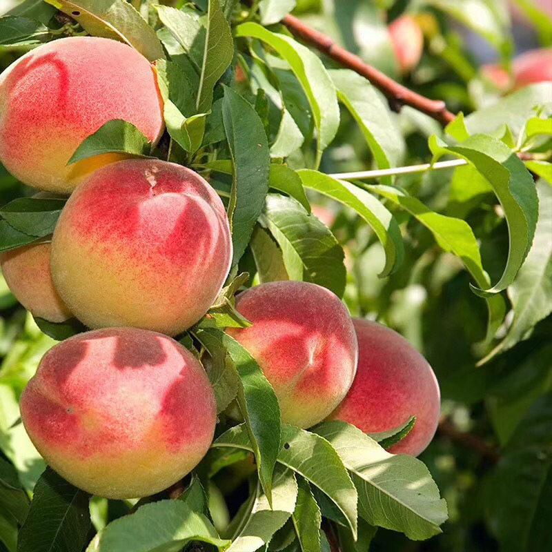 从美食到美景,桃子背后的文化耐人寻味