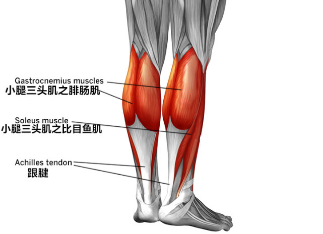 小腿三头肌是为人体提供动力以及维持姿势,负重行走,运动的一组非常