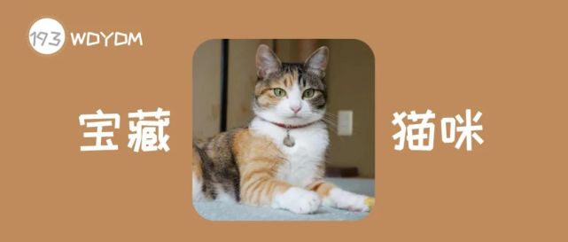 田园三花猫 名副其实的 宝藏猫咪 养过的都说太聪明了 猫咪 三花猫 薄云 Tama 日本
