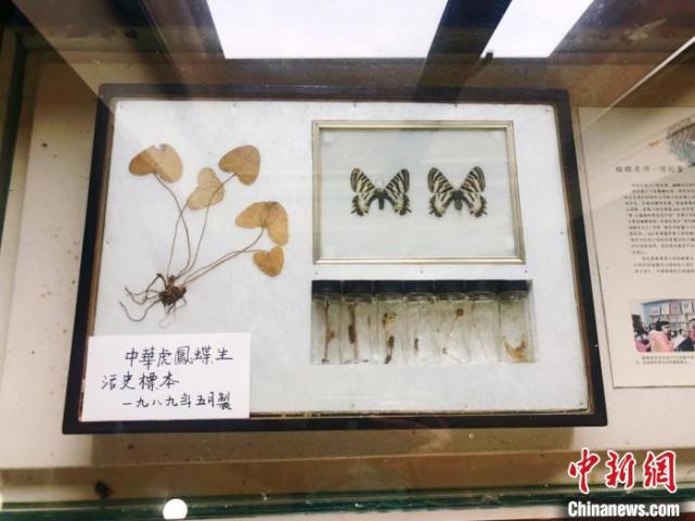 凤蝶在江苏分布范围进一步扩大|中华虎凤蝶|江苏|蝴蝶|徐珊珊|张松奎