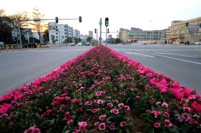 走在仲恺大道和陈江高速出入口,不少市民会发现,路边的绿化带换了新颜