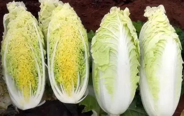 金丝脆甜白菜,叶球合抱,梭型,叶柄白,叶片嫩绿多皱有光泽,无毛,球心嫩