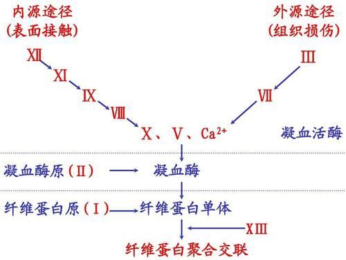 61 外源性凝血途径:外源性凝血途径是指,凝血过程是被损伤的血管外