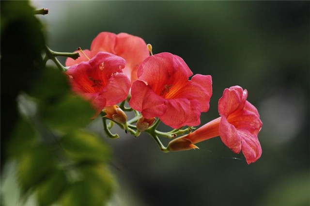 白居易说凌霄花 托根附树身 开花寄树梢 他错在哪里 有木名凌霄 凌霄 凌霄花 白居易