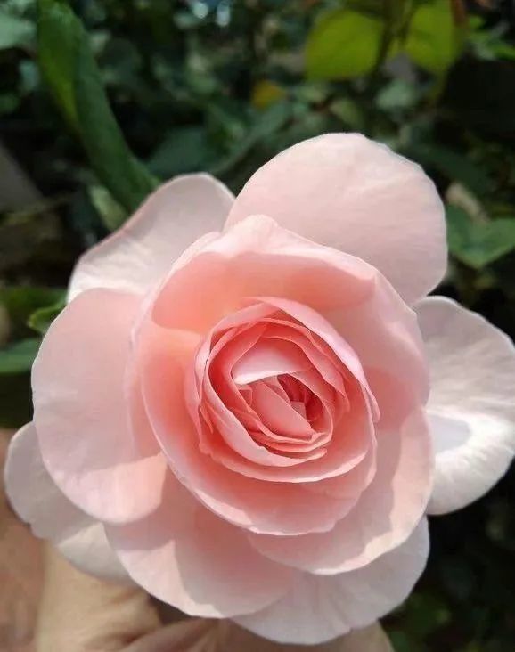 娜荷马月季耐热强香型月季品种