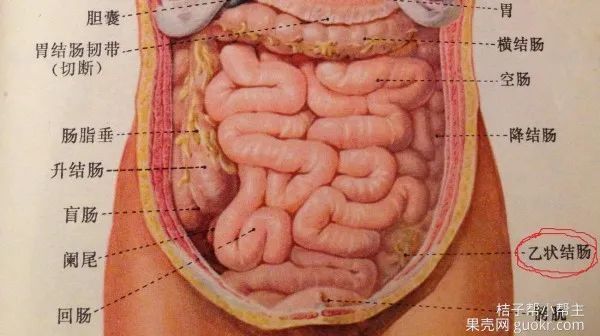 右下腹 器官图片