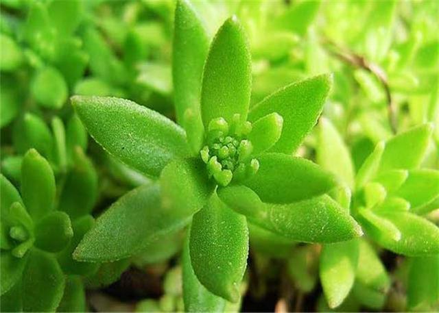 介绍一种农村里常见的植物～垂盆草,又叫狗牙半支,狗牙瓣,鼠牙半支,石