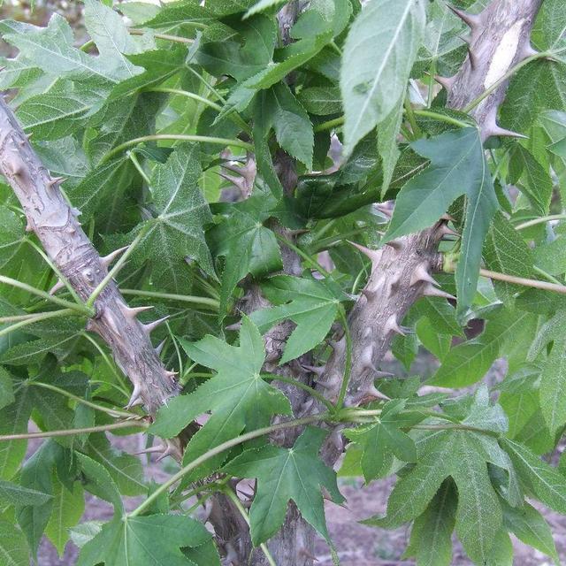 农村常见的鸟儿都不歇的刺楸树,那些鲜为人知的秘密,你知道吗?