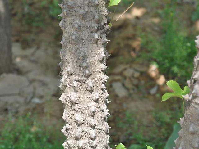 介绍一种农村里常见的植物～刺楸树,又叫钉木树,丁桐皮,鼓钉刺,刺枫树