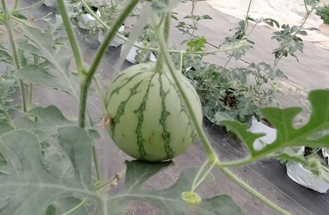 西瓜怎样种才能又大又甜 有3个技巧 做对了比买的还好吃 腾讯新闻