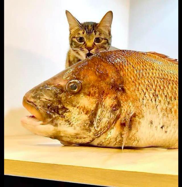 网友买了条超大鱼猫看了后惊奇的张大了嘴巴啥时候能吃完呀