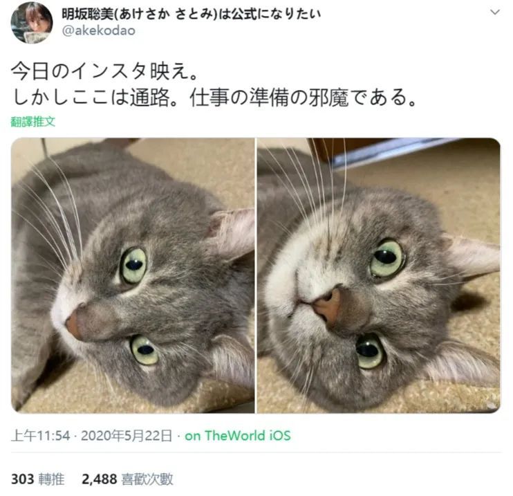 日本声优界的著名铲屎官，花江夏树的推特几乎被猫占据_腾讯新闻