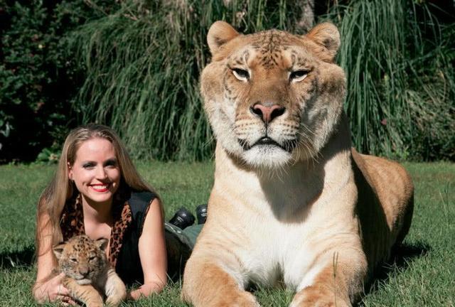 人类培育出最大的猫科动物,体型和熊差不多大,如同一头远古巨兽