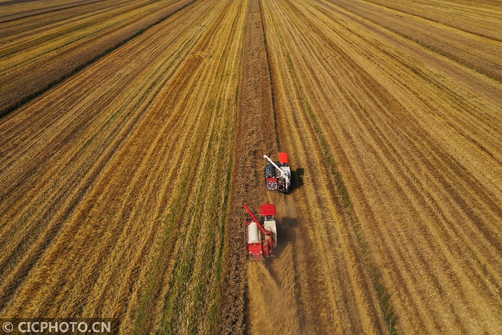 湖北夏粮小麦喜获丰收