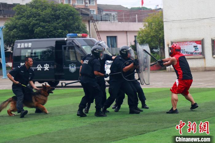 湖北宜昌特警开展反恐实战演练警犬成特种兵