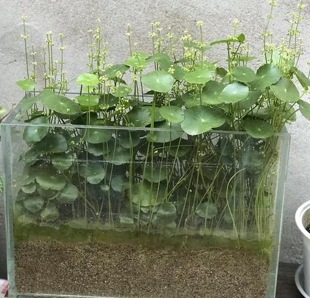 可以使用鱼缸水来养殖铜钱草,因为鱼缸中的水含有大量鱼的粪便,这种