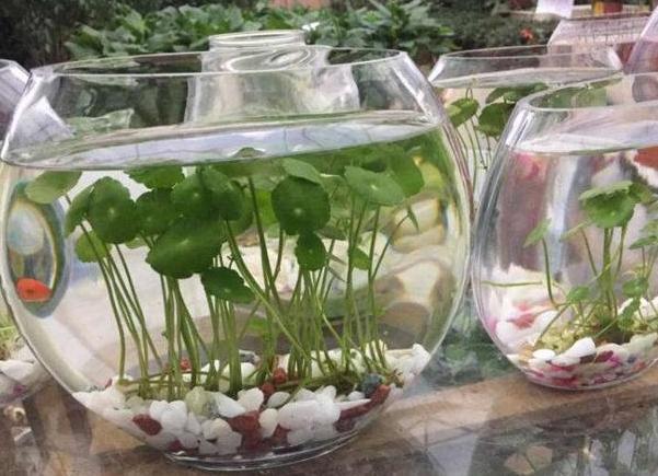 夏季养殖铜钱草根须放到鱼缸水里管理注意4点轻松长爆盆