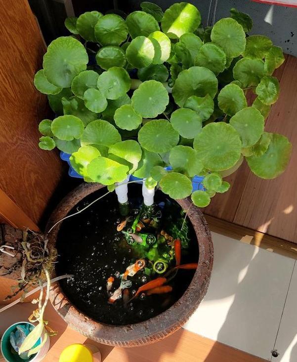 夏季养殖铜钱草,根须放到鱼缸水里,管理注意4点轻松长爆盆