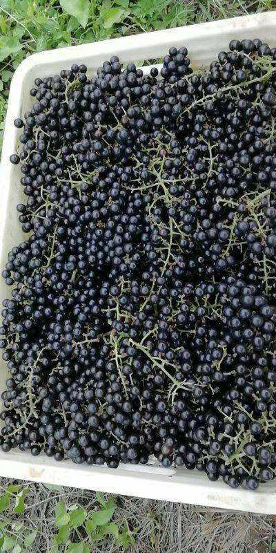 于成龙当官的地方如今盛产野生毛葡萄酒风景美如画