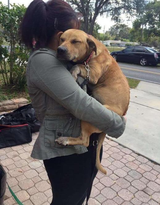 狗狗失踪一个月后被好心人送回家听到狗的哭声主人心都碎了