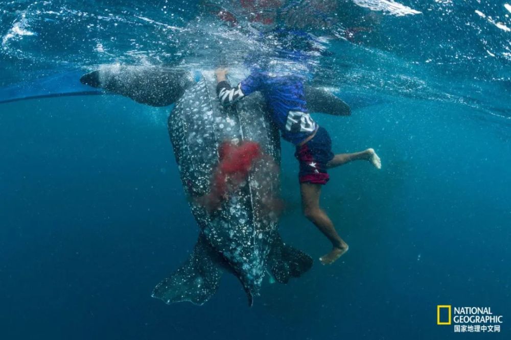海龟|“我下辈子再也不做海龟了！”