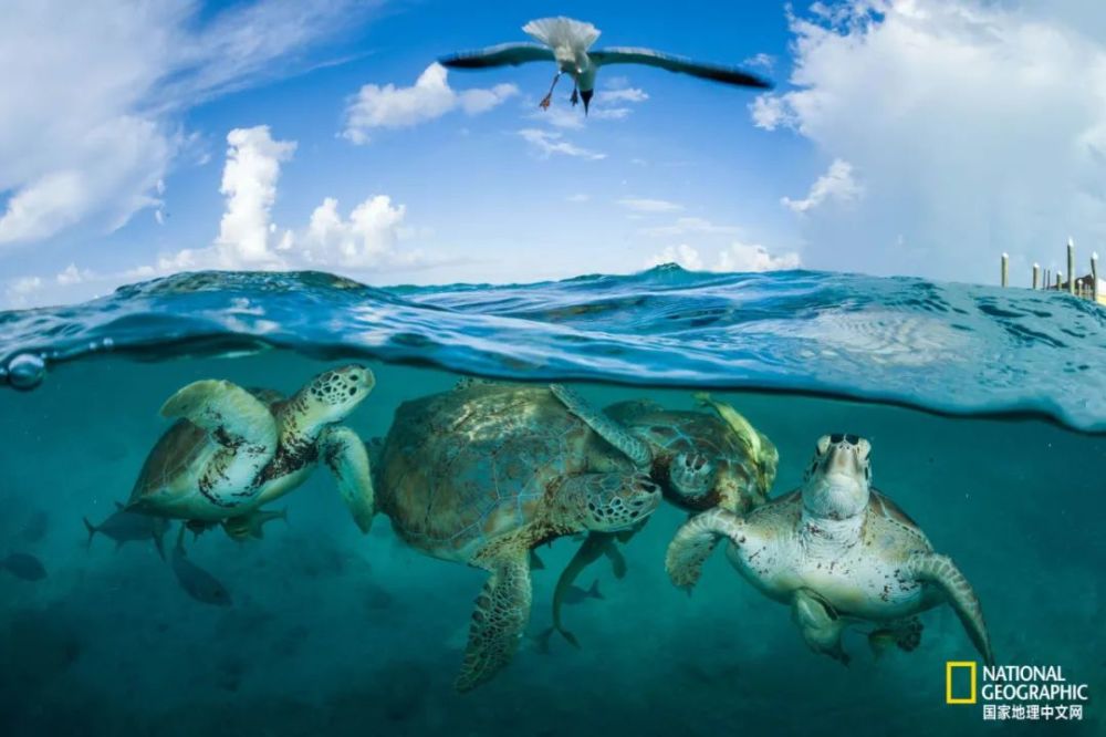 海龟|“我下辈子再也不做海龟了！”