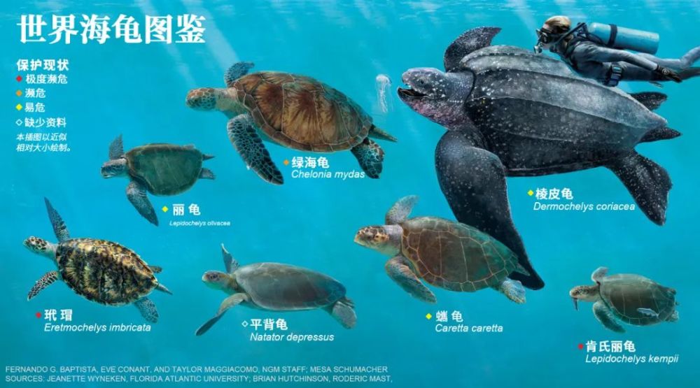 海龟|“我下辈子再也不做海龟了！”