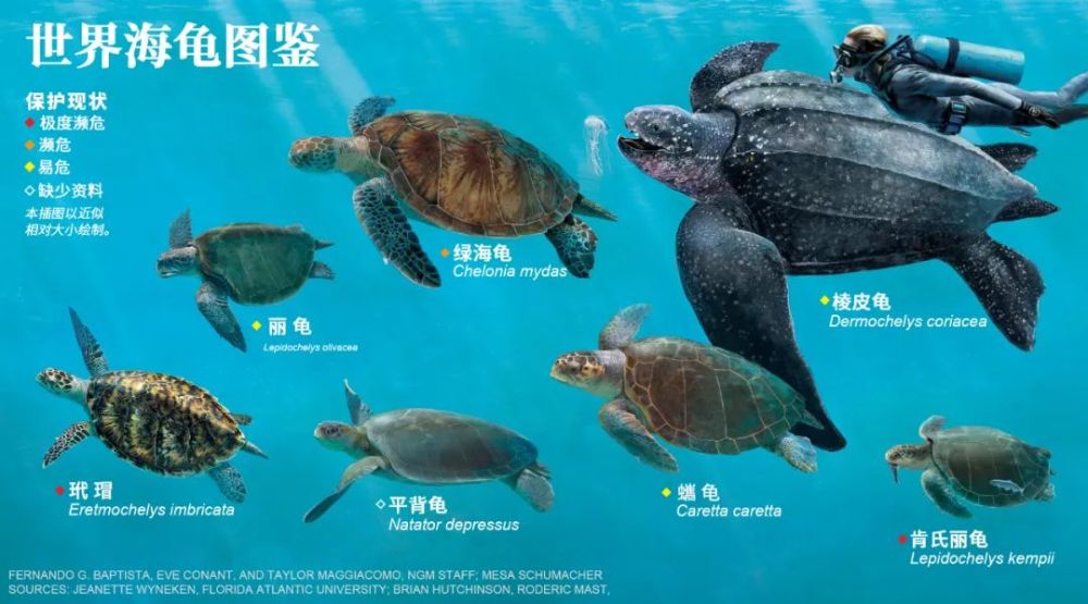 海龟的品种图片