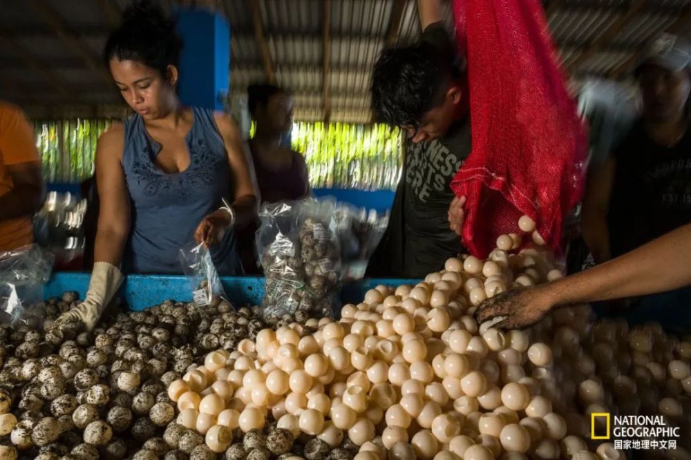 海龟|“我下辈子再也不做海龟了！”