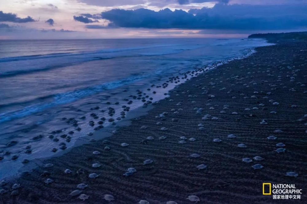 海龟|“我下辈子再也不做海龟了！”