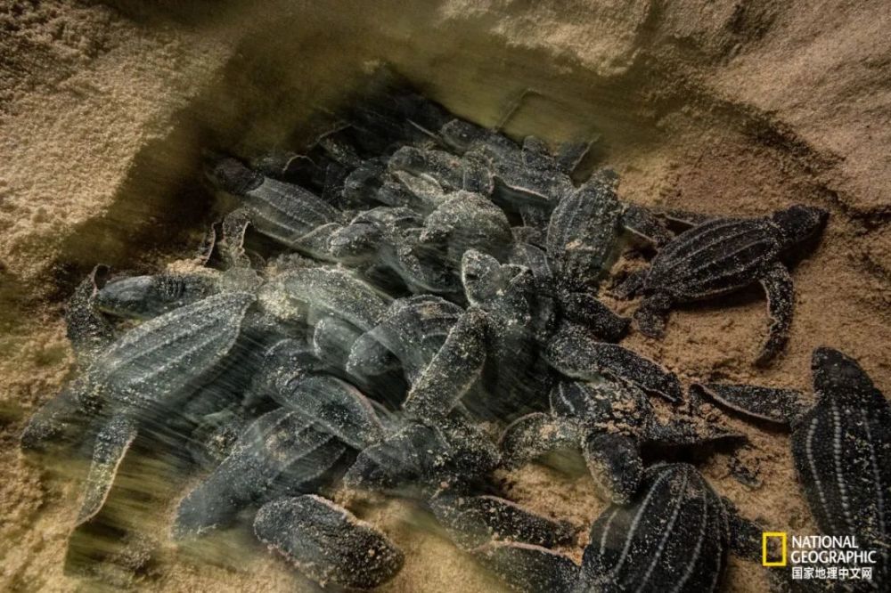 海龟|“我下辈子再也不做海龟了！”